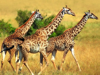 Giraffes grass trees jigsaw wildlife - primitivism free wallpaper for desktop