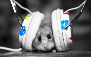 Hamster headphones peeking mouse black - a mouse free wallpaper