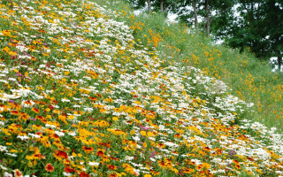 Hillside flowers trees background nature 2 - a path free wallpaper