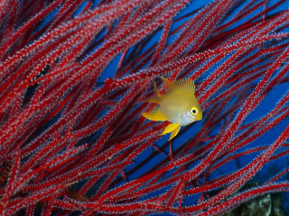 Yellow fish red seaweeds ocean - the ocean water free wallpaper