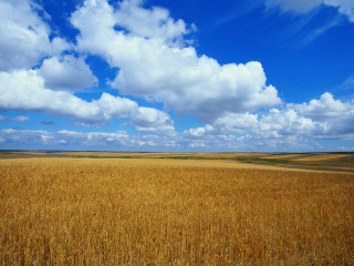 Wheat field blue sky clouds 5 - heavy grain free wallpaper for desktop