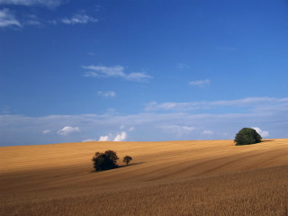Field trees blue sky clouds 6 - landscape free wallpaper for desktop