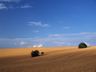 Field trees blue sky clouds 7 - landscape free wallpaper for desktop