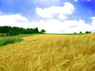 Wheat field road blue sky - the road free wallpaper