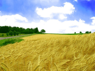 Wheat field road blue sky 3 - the road free wallpaper