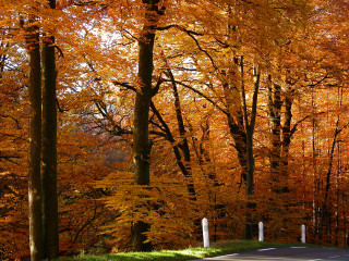 Autumn road trees orange leaves 2 - boetius adamsz bolswert free wallpaper