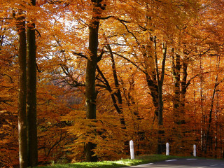 Autumn road trees orange leaves - the side of the road free wallpaper