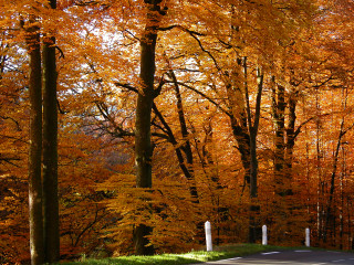 Autumn road trees orange leaves 6 - boetius adamsz bolswert free wallpaper