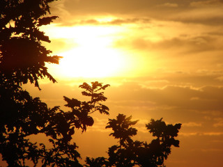 Bird tree branch sunset sun - afewerk tekle free wallpaper