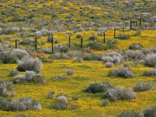 Cow yellow flowers field fence - agnes martin free wallpaper