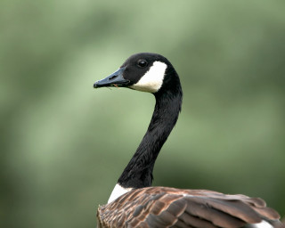 Goose white head black neck - a white head free wallpaper