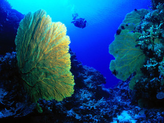 Scuba diver sea fan coral 4 - a scuba diver free wallpaper