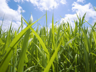 Field grass blue sky clouds - grass free wallpaper for desktop