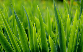 Green grass closeup blurry nature - thin free wallpaper for desktop