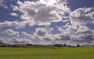 Field sheep clouds trees grazing - a few sheep free wallpaper