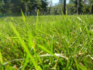 Field grass fence trees background - the distance in the distance free wallpaper