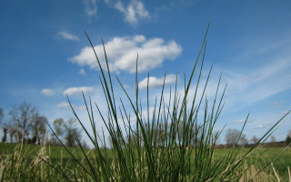 Grassy field blue sky clouds 2 - a grassy field free wallpaper