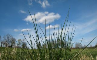 Grassy field blue sky clouds 5 - a grassy field free wallpaper