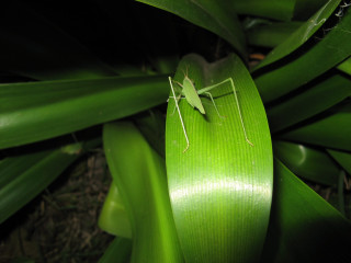 Green insect plant stem camera 2 - free nature wallpaper