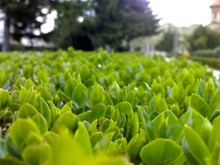 Green field building trees background 2 - green plant free wallpaper