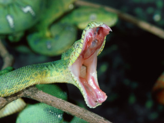 Green snake mouth open tongue 3 - apelle free wallpaper