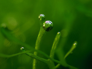 Plant water droplets macro green - a macro photograph free wallpaper
