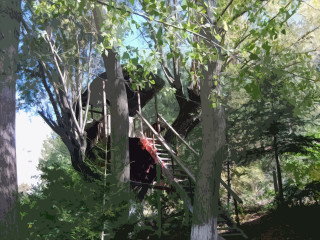 Tree house forest ladder upside - a ladder free wallpaper