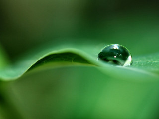 Water drop green leaf blurry 5 - a drop of water free wallpaper