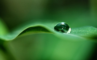 Water drop green leaf blurry 7 - a drop of water free wallpaper