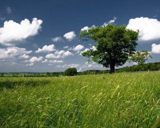 Lone tree field blue sky 2 - a lone tree in a field free wallpaper