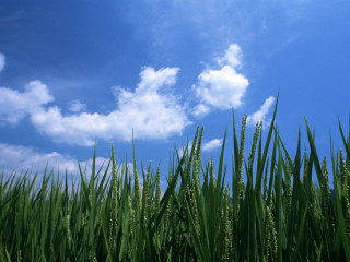 Tall grass blue sky clouds - cao zhibai free wallpaper