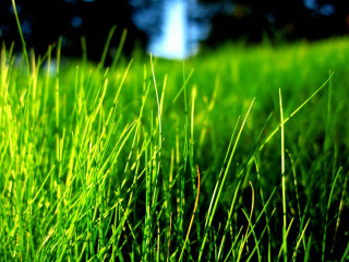 Grass forest blue sky macro - a green grass field free wallpaper