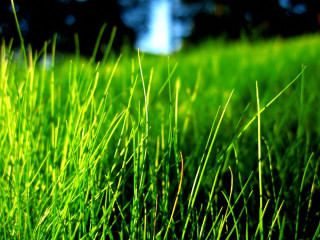 Grass forest blue sky macro 2 - a close up free wallpaper