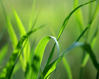 Close up green grass blurry 3 - a green grass free wallpaper