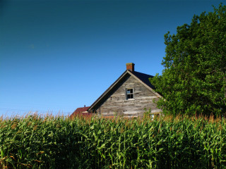 House corn field trees blue - a few cloud free wallpaper for desktop