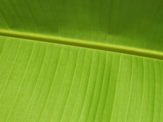 Green leaf macro banana williams - a green leaf free wallpaper