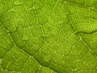 Green leaf closeup surface lines - a small amount of light free wallpaper