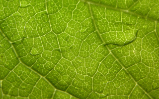 Close up green leaf water 3 - benoit b. mandelbrot free wallpaper