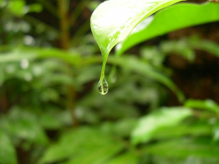 Green leaf water drop macro 2 - end free wallpaper for desktop