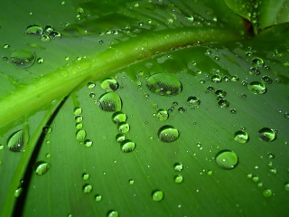 Green leaf water droplets macro 50 - a few leaf free wallpaper