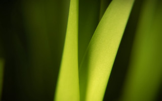 Green plant macro shallow depth 6 - thin free wallpaper for desktop