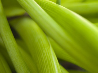 Green plant closeup long leaves 2 - thin free wallpaper