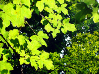 Green leafy tree sky background - a green leafy tree free wallpaper