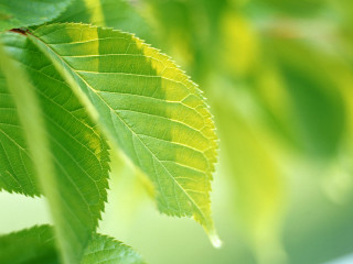 Close up green leaf blurry 2 - a green leaf free wallpaper for desktop