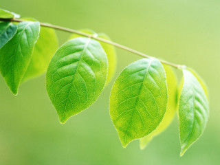Three green leaves hanging branch - free nature wallpaper