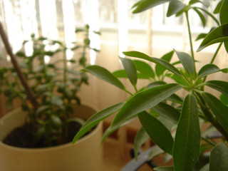 Potted plant green leaves window - blind free wallpaper