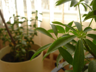 Potted plant green leaves table 2 - a table in front free wallpaper