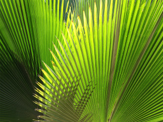 Palm tree green leaves blue 3 - carol bove free wallpaper for desktop