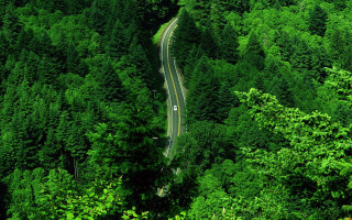 Lush forest road car scenery - the road free wallpaper