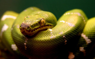 Green snake yellow stripe black 3 - a green snake free wallpaper